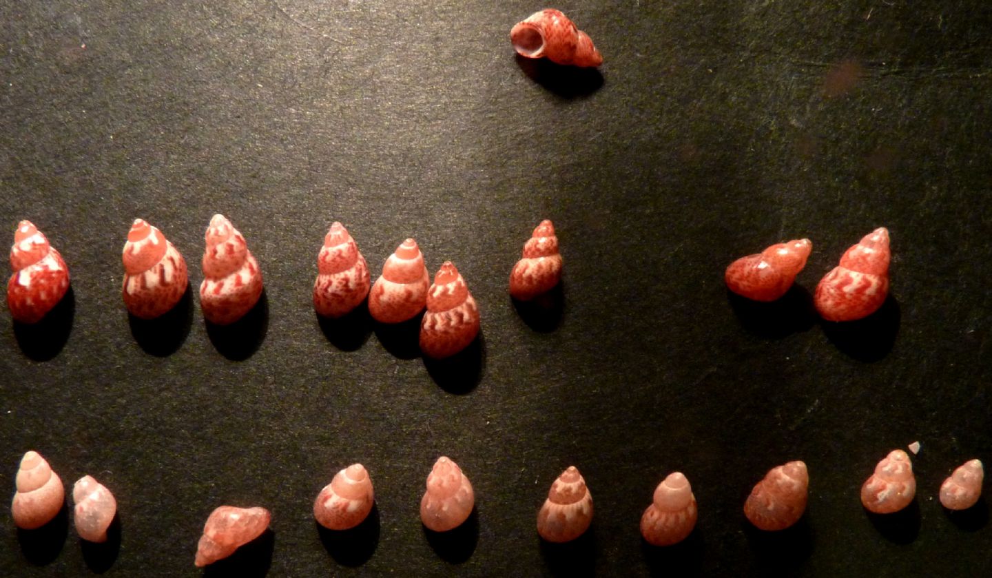 Phasianellidae Tricolie meravigliose.